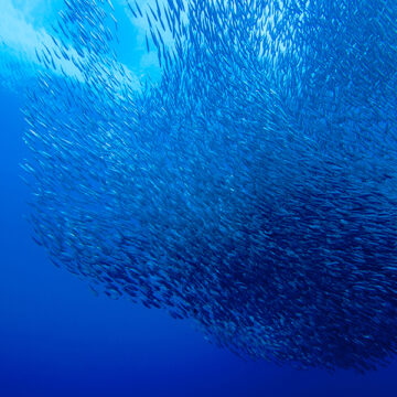 Abbiamo un vero diritto del mare