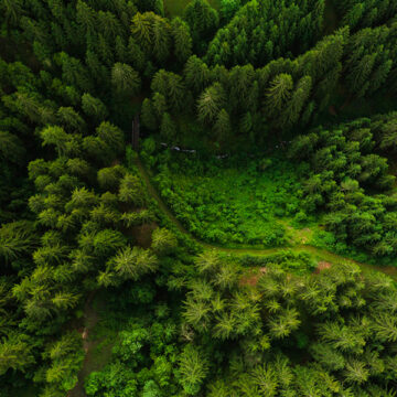 Facciamo foresta