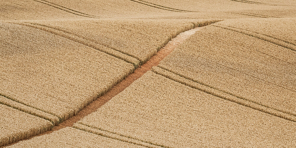 Come si vince la guerra del grano