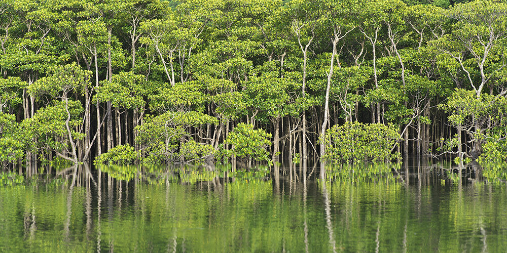 Clima e donne: quando le vittime sono la soluzione