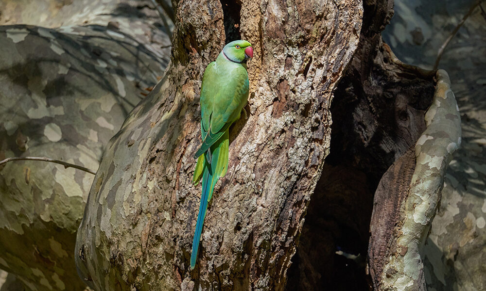 Non solo granchio blu: cosa sono le specie aliene