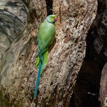 Non solo granchio blu: cosa sono le specie aliene