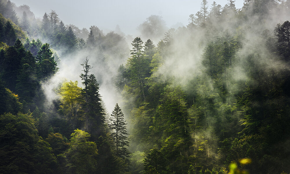 Più natura uguale meno cibo?