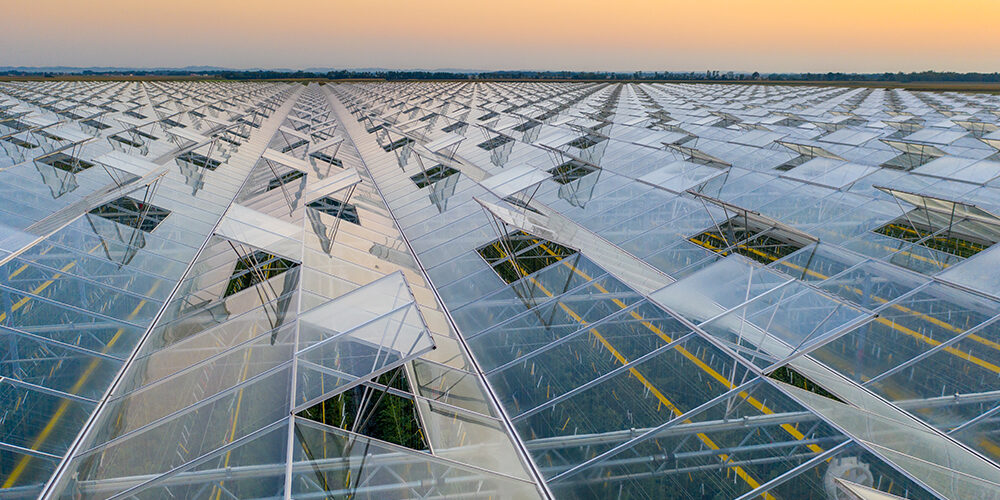 Felicità sostenibile: la dieta che salva te e il pianeta
