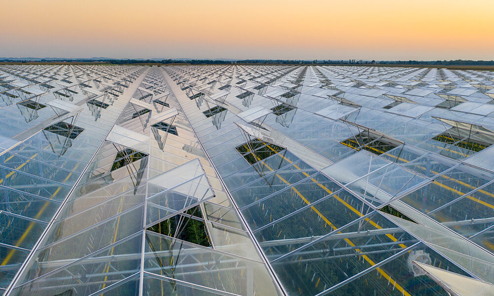 Felicità sostenibile: la dieta che salva te e il pianeta