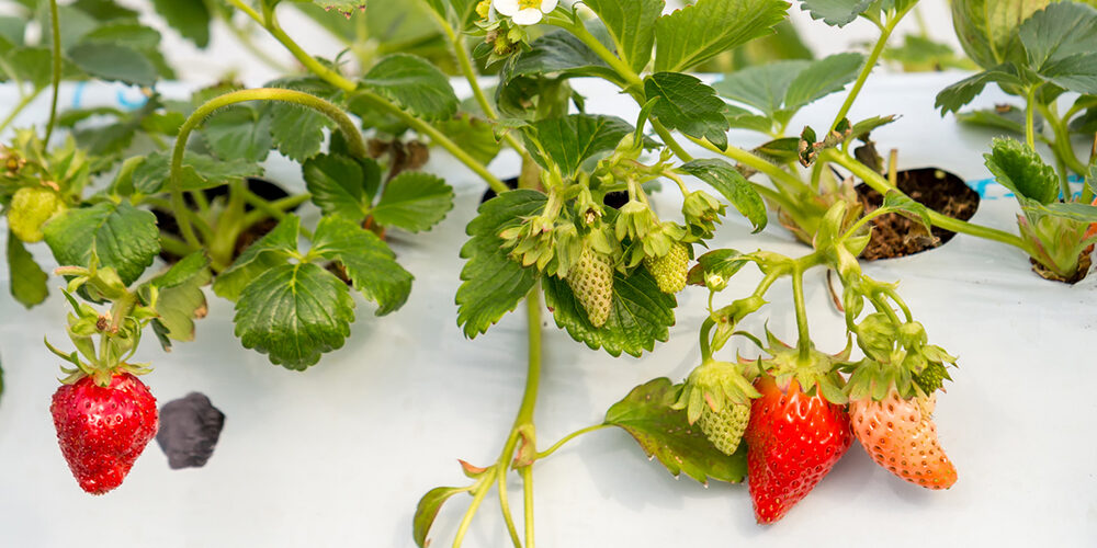 Diciamo no alle fragole a novembre