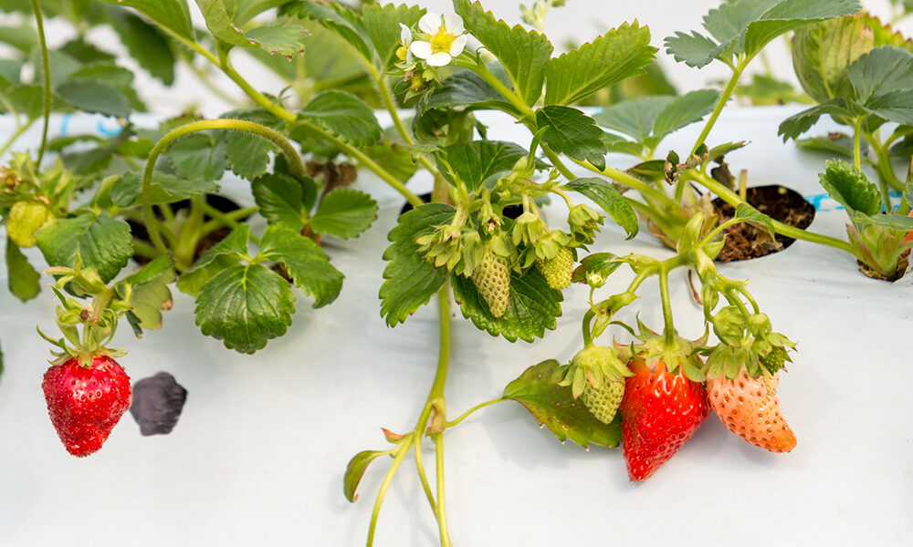 Diciamo no alle fragole a novembre