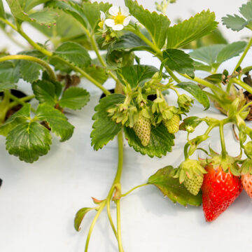 Diciamo no alle fragole a novembre