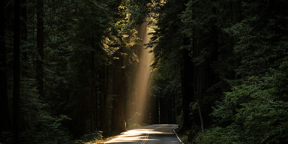 Foreste sostenibili: più benefici e meno incendi