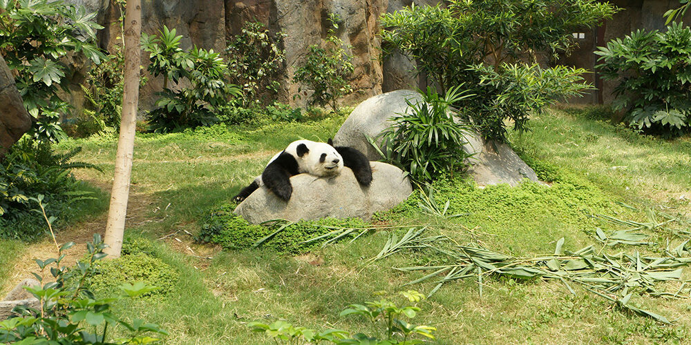 La diplomazia degli animali