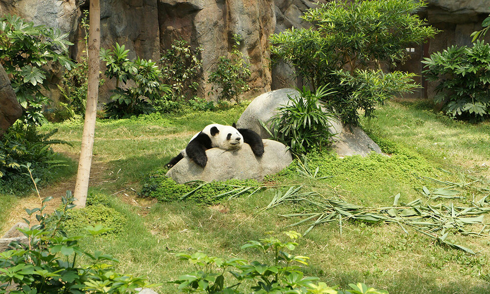 La diplomazia degli animali