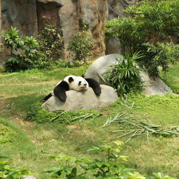 La diplomazia degli animali