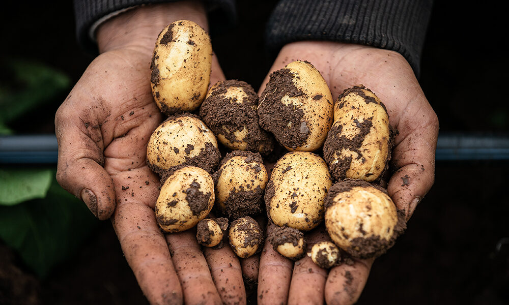 Dal campo alla tavola