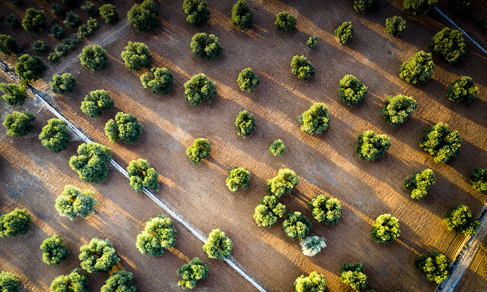 Life ADA: 38mila agricoltori pronti ad affrontare i rischi climatici