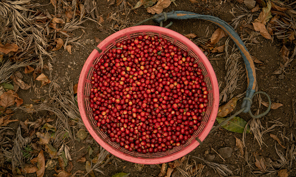 Che cos’è il consumo critico