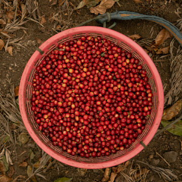 Che cos’è il consumo critico