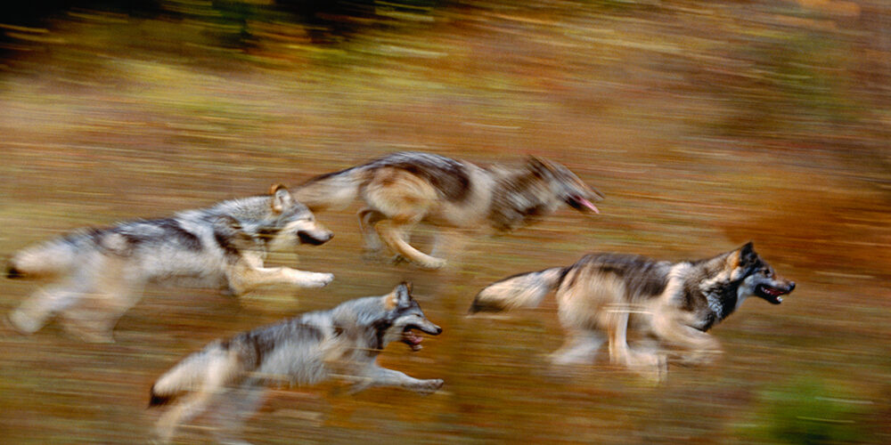 L’arma del rewilding contro la crisi climatica