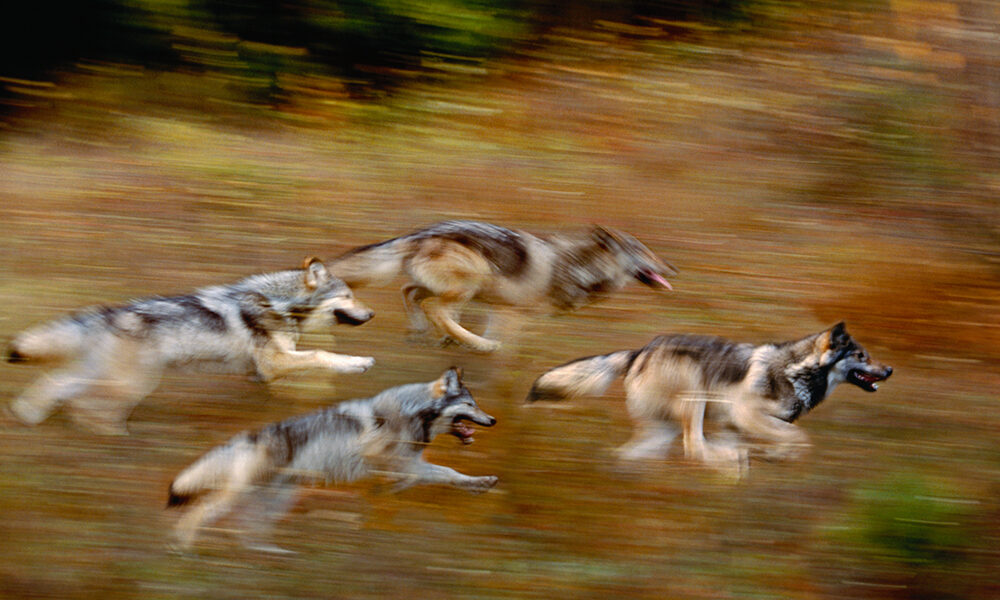 L’arma del rewilding contro la crisi climatica