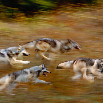 L’arma del rewilding contro la crisi climatica