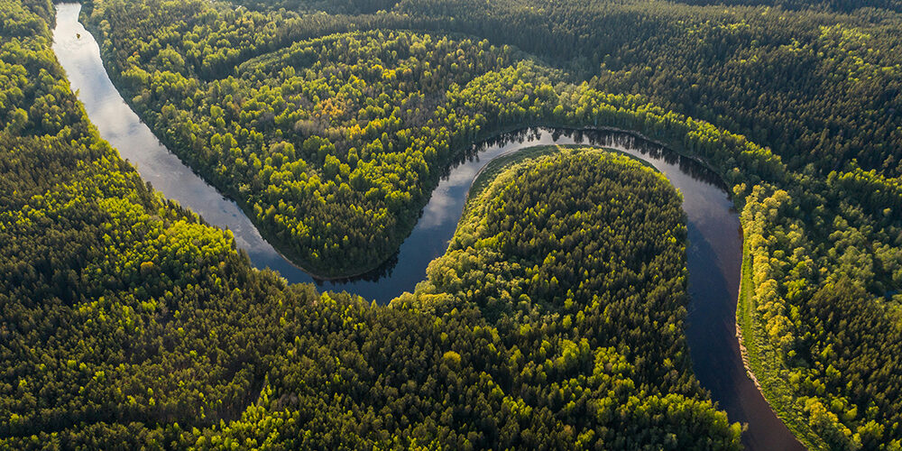 Le foreste emettono più CO₂ di quanta ne assorbano