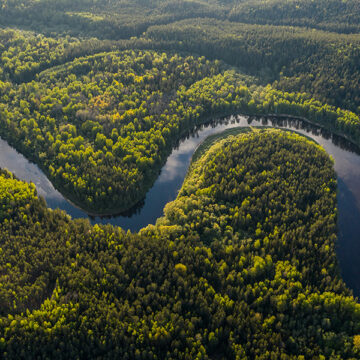 Le foreste emettono più CO₂ di quanta ne assorbano