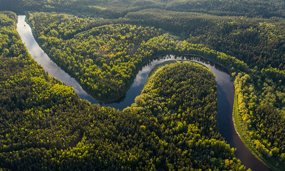 Le foreste emettono più CO₂ di quanta ne assorbano