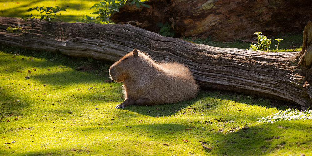Capibara: fenomenologia di un’icona social