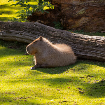 Capibara: fenomenologia di un’icona social