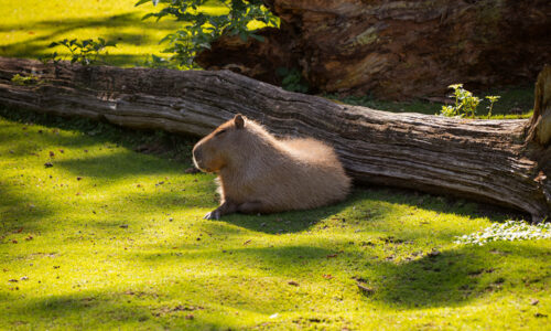 Capibara: fenomenologia di un’icona social