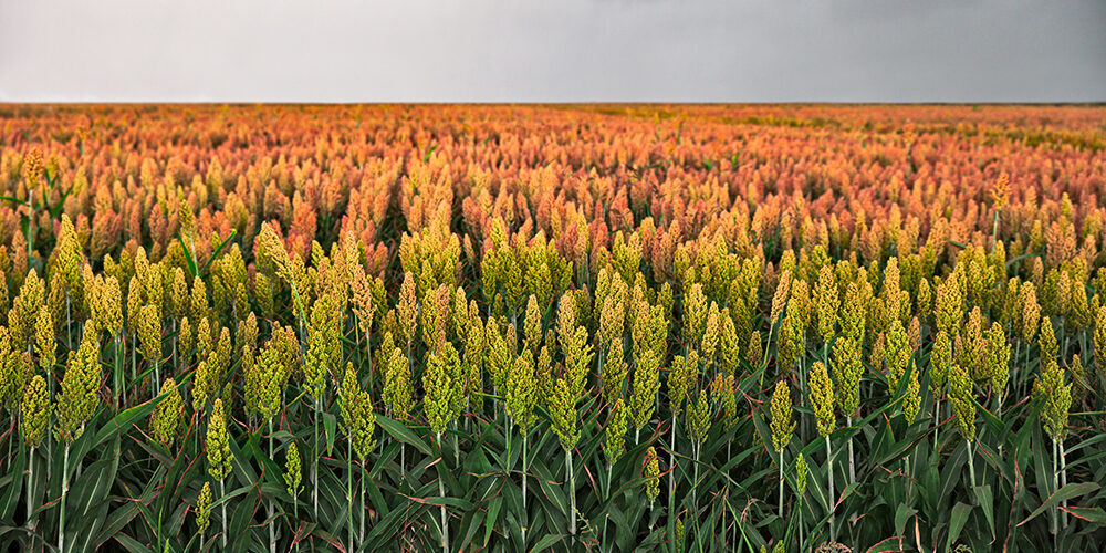 PMI e agricoltura sotto pressione: i settori più esposti ai disastri naturali