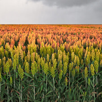 PMI e agricoltura sotto pressione: i settori più esposti ai disastri naturali