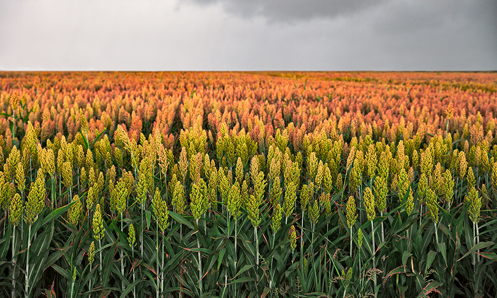 PMI e agricoltura sotto pressione: i settori più esposti ai disastri naturali