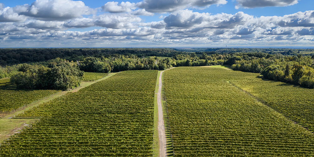 Agricoltura rigenerativa: cos’è, esempi e vantaggi per il pianeta