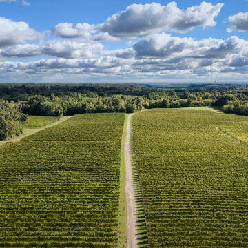 Agricoltura rigenerativa: cos’è, esempi e vantaggi per il pianeta
