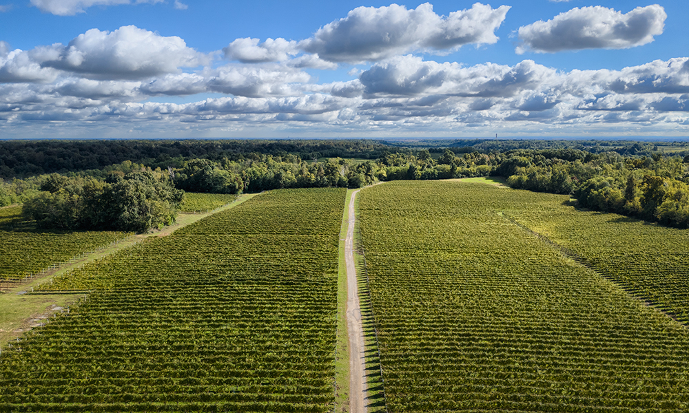 Agricoltura rigenerativa: cos’è, esempi e vantaggi per il pianeta