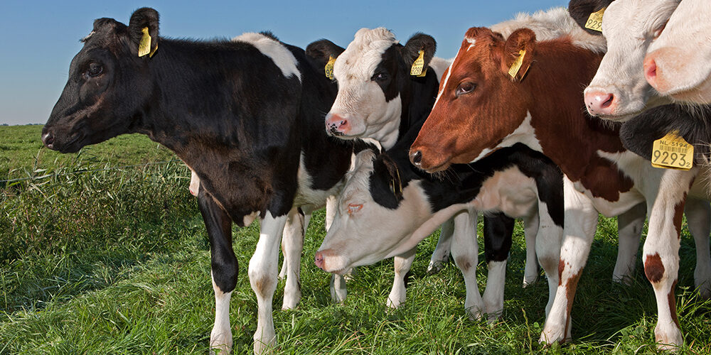 Il futuro della carne di manzo: rinunciare o scegliere l’allevamento sostenibile?