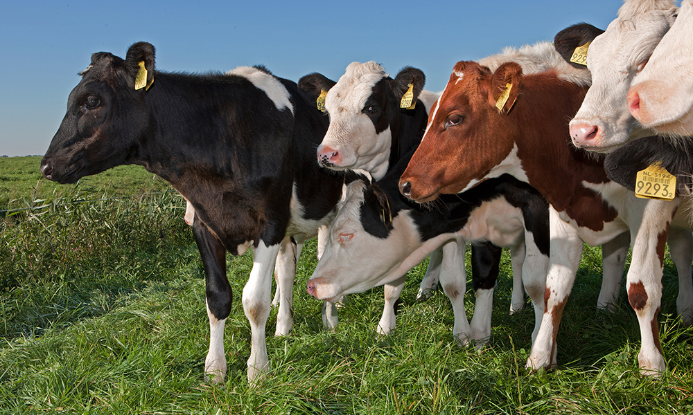 Il futuro della carne di manzo: rinunciare o scegliere l’allevamento sostenibile?